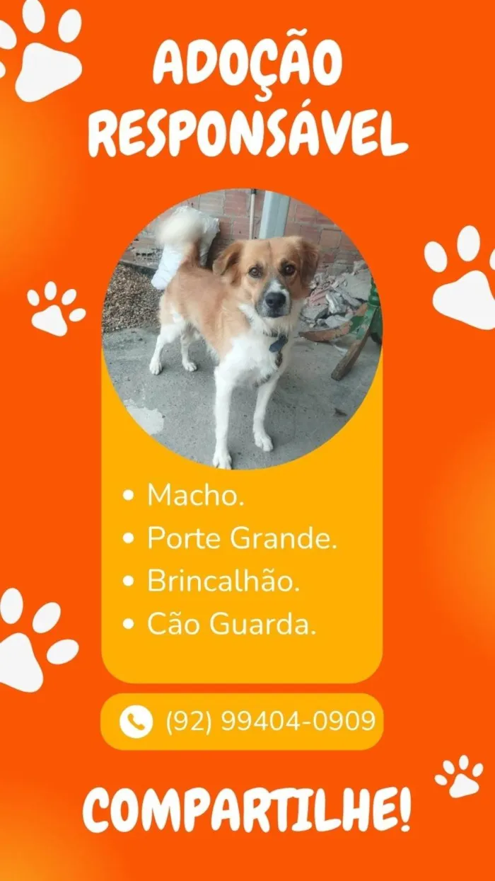 Cachorro ra a SRD-ViraLata idade 4 anos nome Malvo