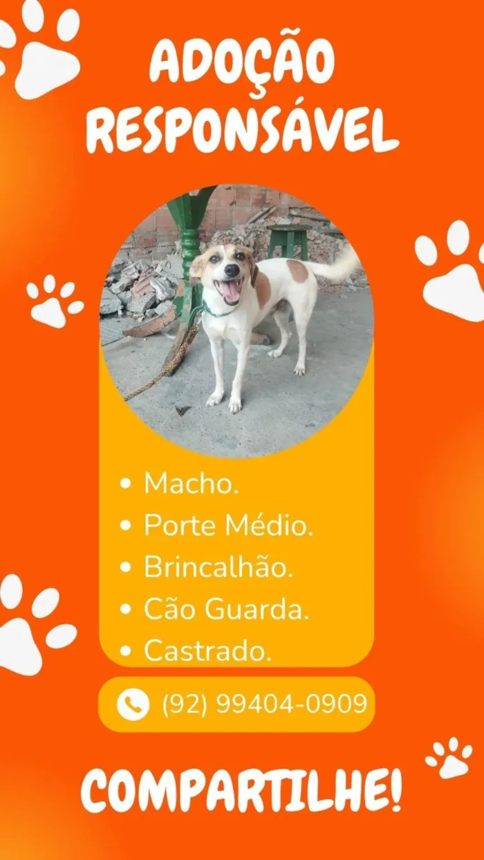 Cachorro ra a SRD-ViraLata idade 4 anos nome Toinho