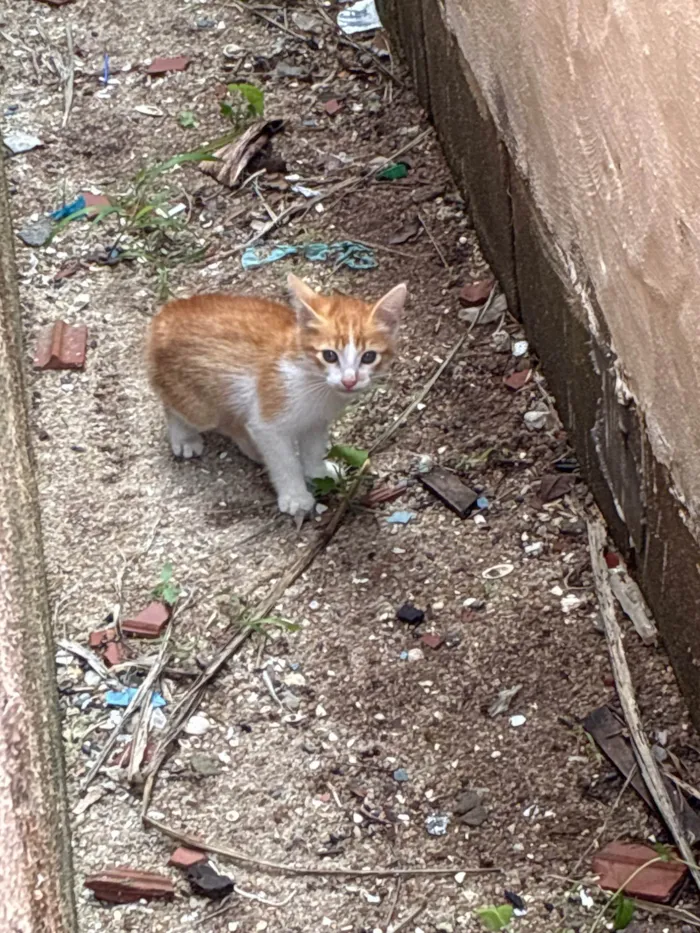 Gato ra a SRD-ViraLata idade Abaixo de 2 meses nome Sem nome