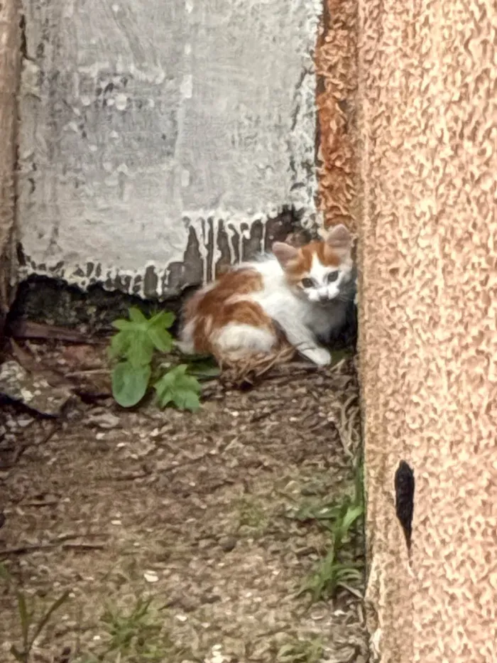 Gato ra a SRD-ViraLata idade Abaixo de 2 meses nome Sem nome