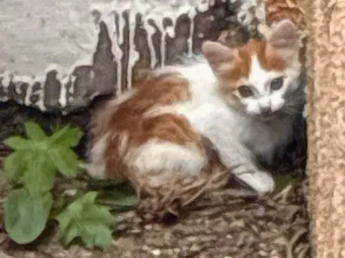 Gato ra a SRD-ViraLata idade Abaixo de 2 meses nome Sem nome