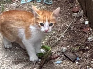 Gato raça SRD-ViraLata idade Abaixo de 2 meses nome Sem nome