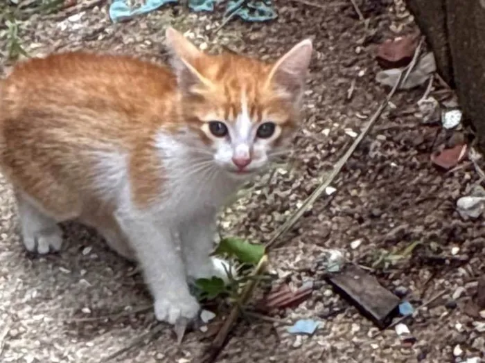Gato ra a SRD-ViraLata idade Abaixo de 2 meses nome Sem nome