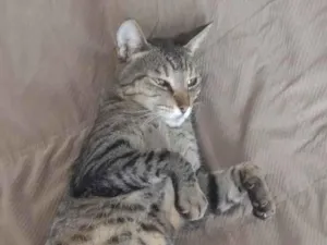 Gato raça SRD-ViraLata idade 6 ou mais anos nome Miski