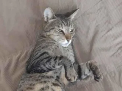 Gato raça SRD-ViraLata idade 6 ou mais anos nome Miski