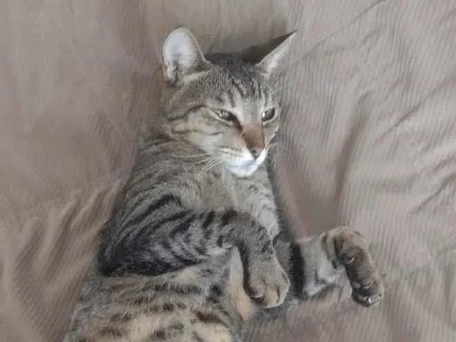 Gato ra a SRD-ViraLata idade 6 ou mais anos nome Miski