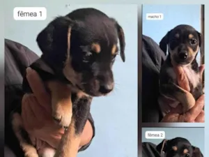 Cachorro raça SRD-ViraLata idade Abaixo de 2 meses nome Sabrina Santos Rocha 