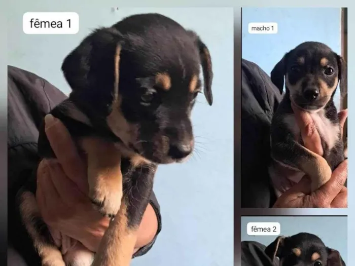 Cachorro ra a SRD-ViraLata idade Abaixo de 2 meses nome Sabrina Santos Rocha 