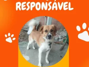 Cachorro raça SRD-ViraLata idade 4 anos nome Malvo