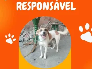 Cachorro raça SRD-ViraLata idade 4 anos nome Toinho