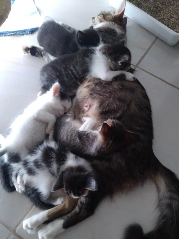 Gato ra a SRD-ViraLata idade Abaixo de 2 meses nome Nina