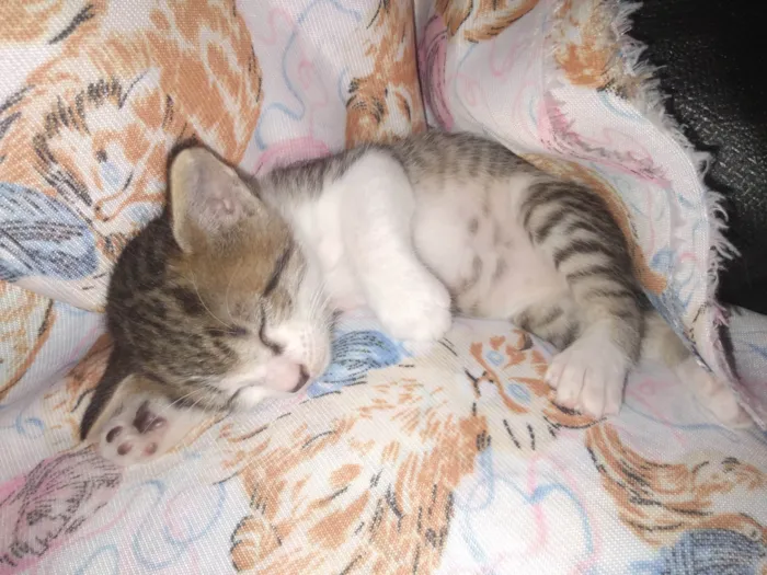 Gato ra a SRD-ViraLata idade Abaixo de 2 meses nome Nina