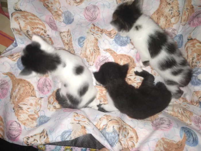 Gato ra a SRD-ViraLata idade Abaixo de 2 meses nome Nina