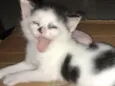 Nina