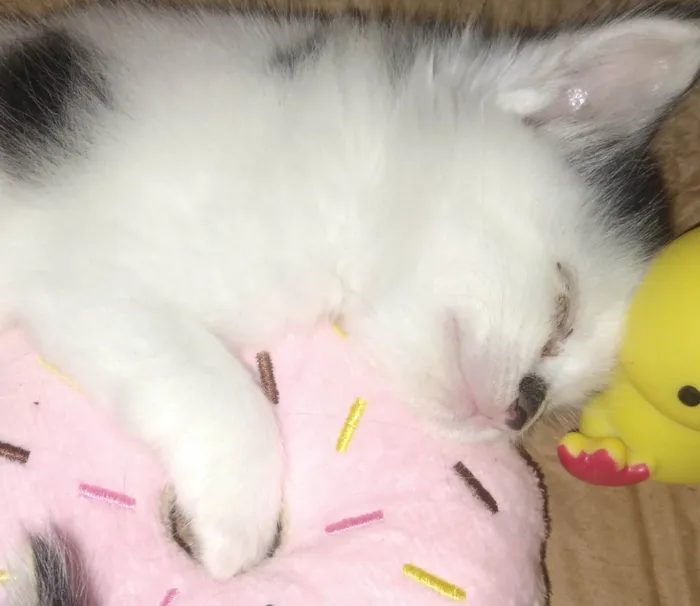 Gato ra a SRD-ViraLata idade Abaixo de 2 meses nome Nina