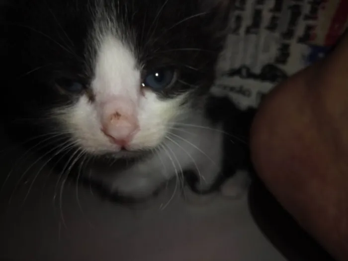 Gato ra a SRD-ViraLata idade Abaixo de 2 meses nome Nina