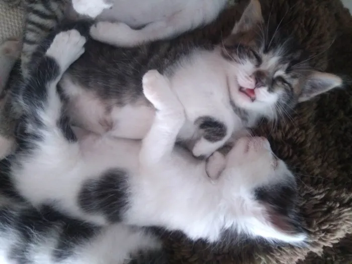Gato ra a SRD-ViraLata idade Abaixo de 2 meses nome Nina