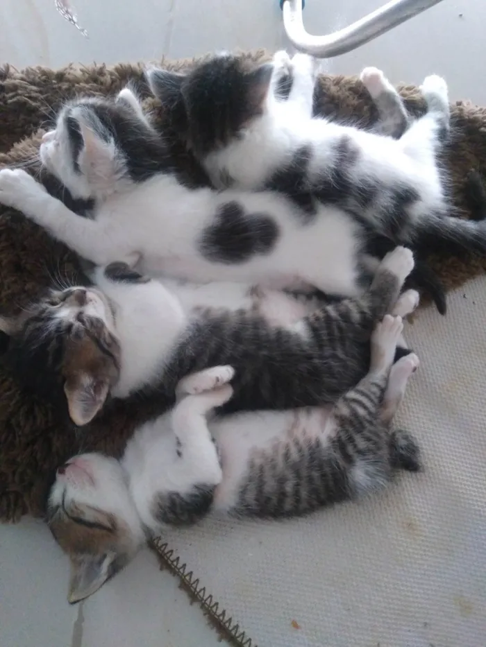 Gato ra a SRD-ViraLata idade Abaixo de 2 meses nome Nina