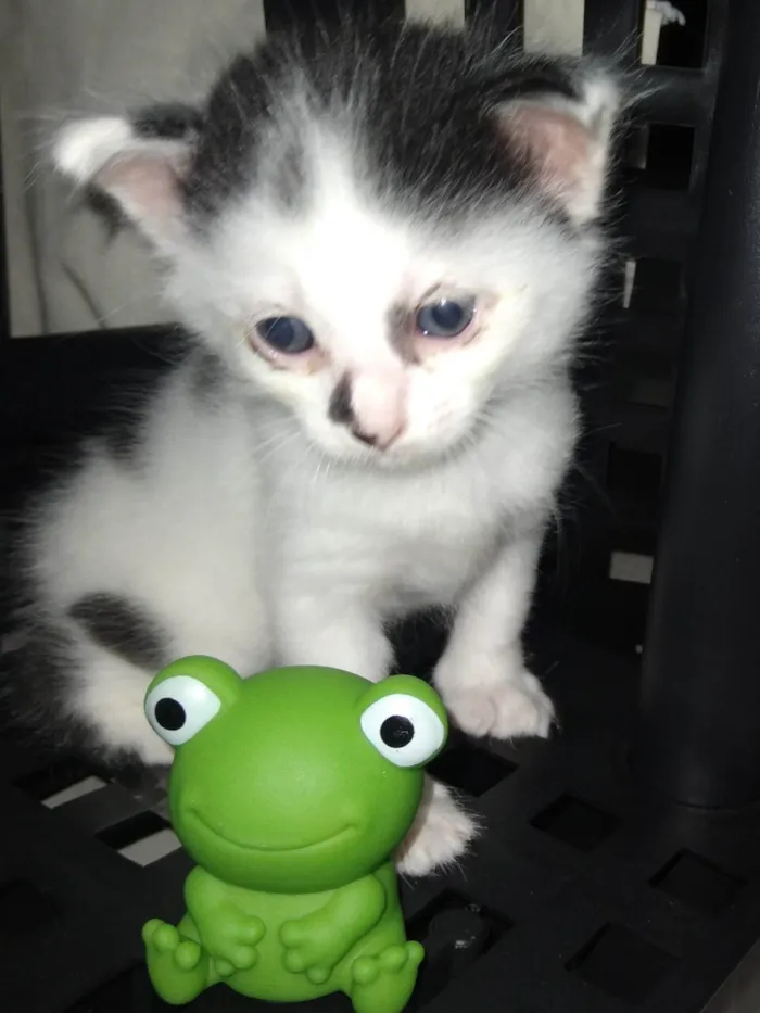 Gato ra a SRD-ViraLata idade Abaixo de 2 meses nome Nina