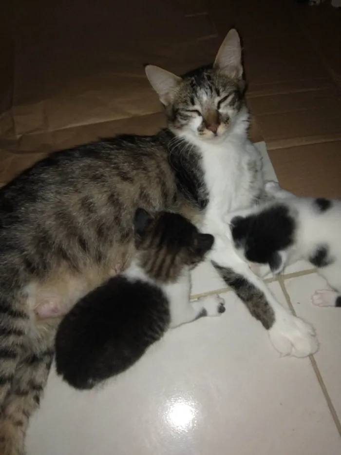 Gato ra a SRD-ViraLata idade Abaixo de 2 meses nome Nina