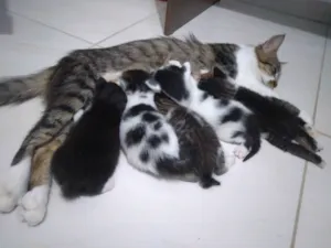 Gato raça SRD-ViraLata idade Abaixo de 2 meses nome Nina