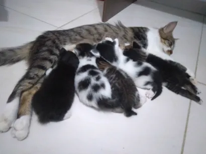 Gato raça SRD-ViraLata idade Abaixo de 2 meses nome Nina
