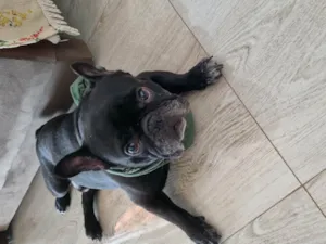 Cachorro raça Bulldog idade 5 anos nome Simba 