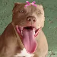 Malu