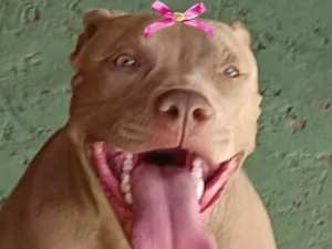 Cachorro raça Pit-Bull idade 1 ano nome Malu 