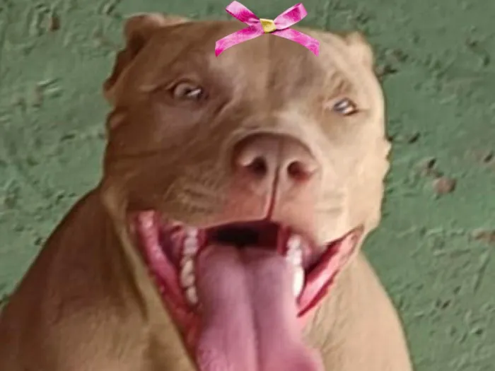 Cachorro ra a Pit-Bull idade 1 ano nome Malu 