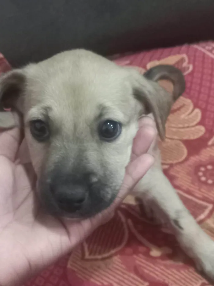 Cachorro ra a SRD-ViraLata idade 2 a 6 meses nome Não tem nome 
