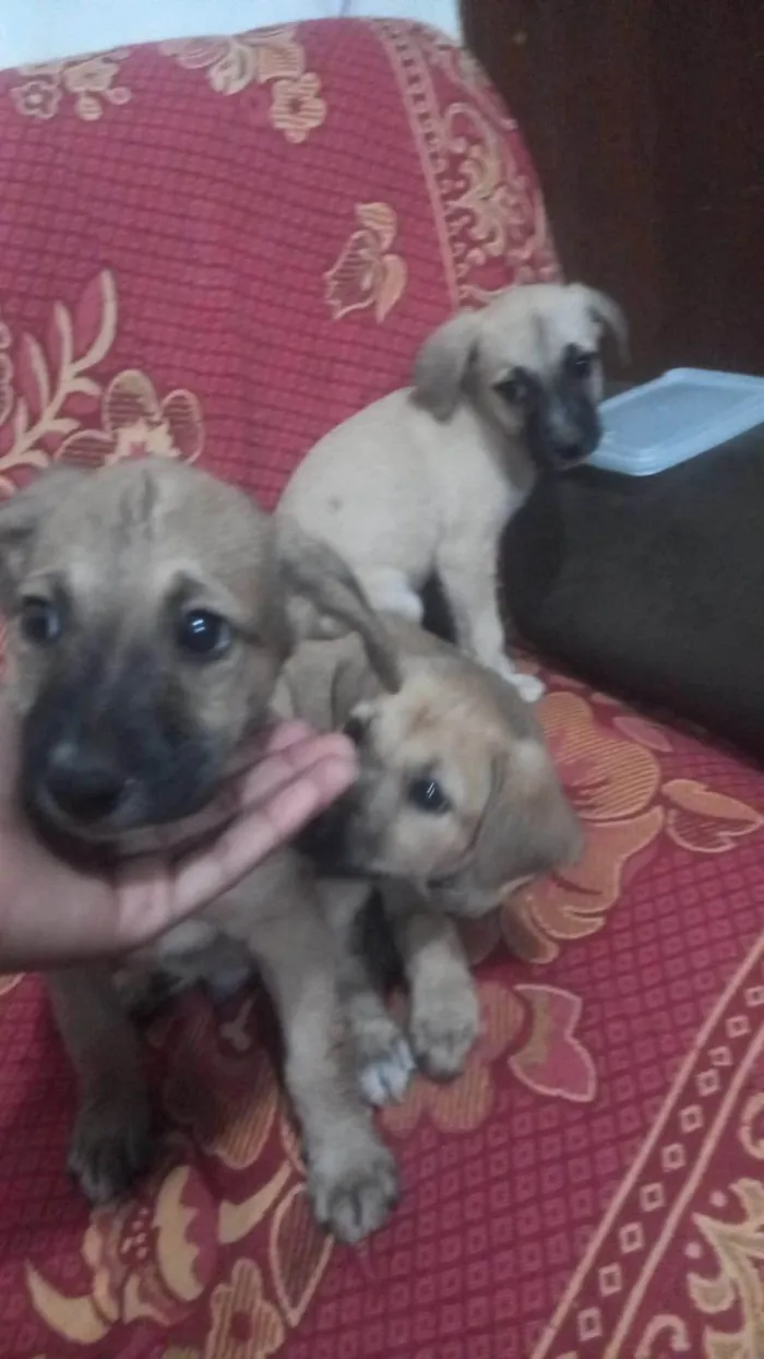 Cachorro ra a SRD-ViraLata idade 2 a 6 meses nome Não tem nome 