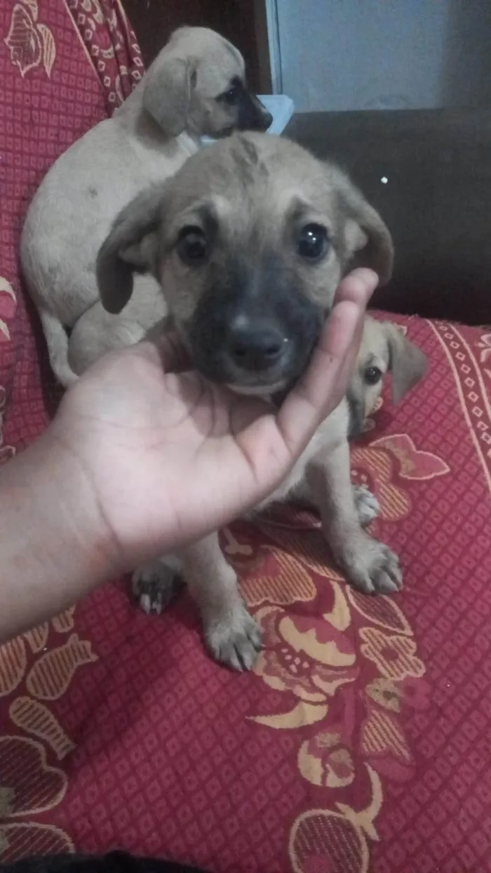 Cachorro ra a SRD-ViraLata idade 2 a 6 meses nome Não tem nome 
