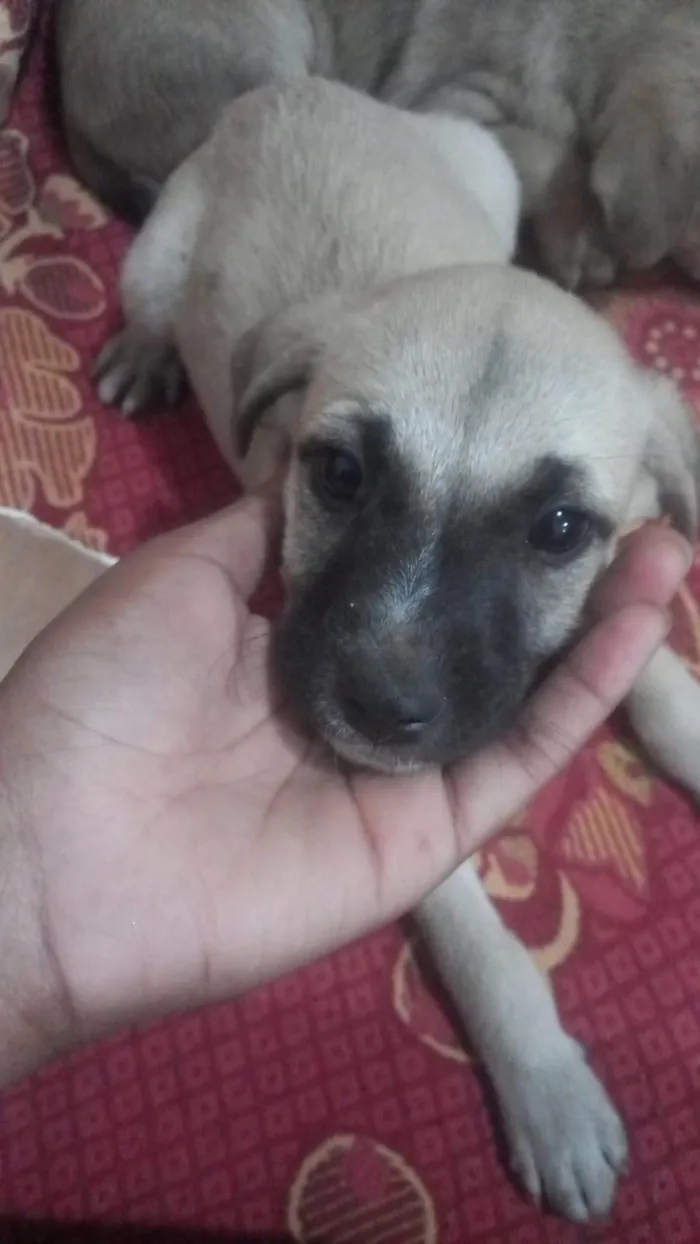Cachorro ra a SRD-ViraLata idade 2 a 6 meses nome Não tem nome 