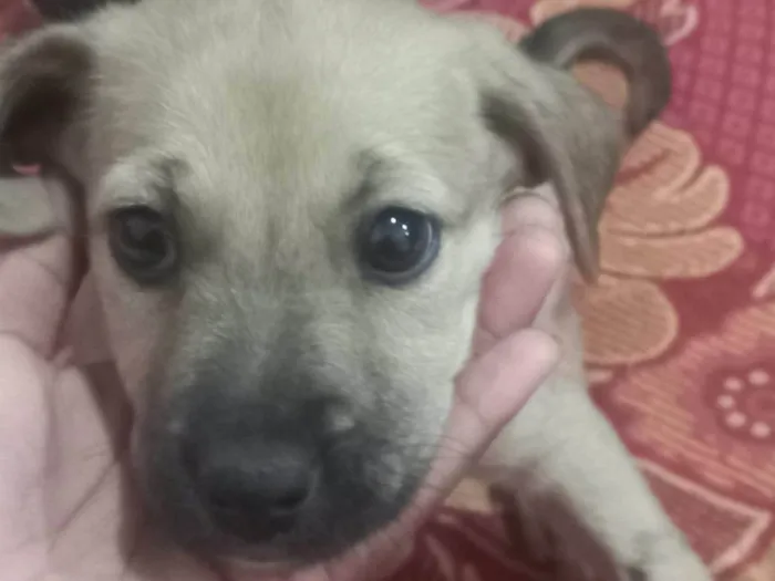 Cachorro ra a SRD-ViraLata idade 2 a 6 meses nome Não tem nome 