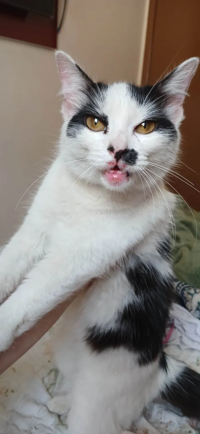Gato ra a SRD-ViraLata idade 7 a 11 meses nome Safira