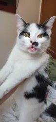Safira