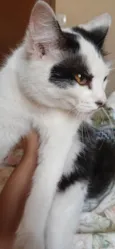Safira