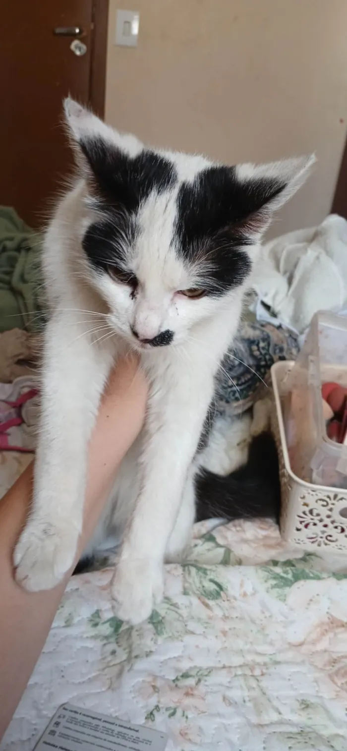 Gato ra a SRD-ViraLata idade 7 a 11 meses nome Safira