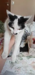 Safira