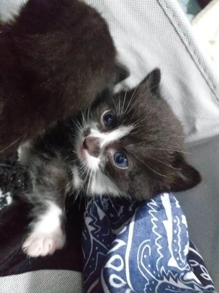 Gato ra a Persa idade Abaixo de 2 meses nome Jaspe