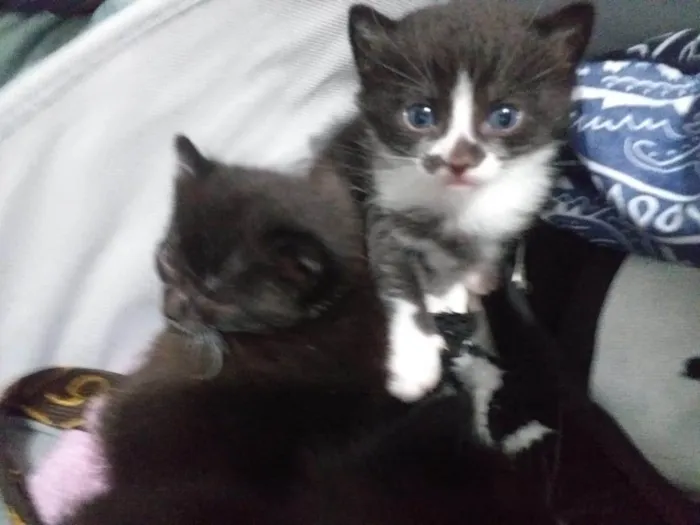 Gato ra a Persa idade Abaixo de 2 meses nome Jaspe