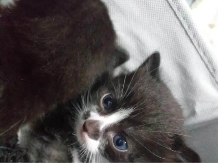 Gato ra a Persa idade Abaixo de 2 meses nome Jaspe