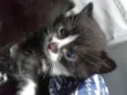 Jaspe