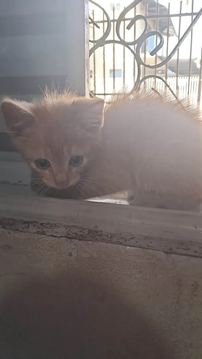 Gato ra a SRD-ViraLata idade Abaixo de 2 meses nome Gatos
