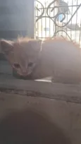 Gatos