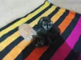 Gatos