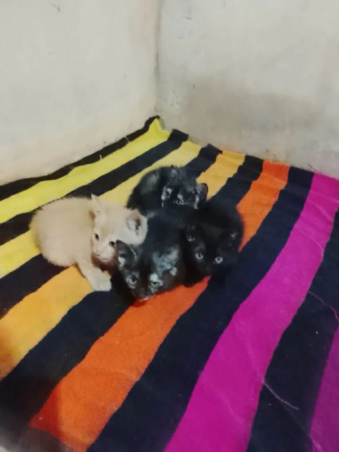 Gato ra a SRD-ViraLata idade Abaixo de 2 meses nome Gatos