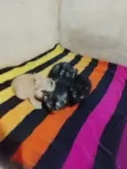 Gatos