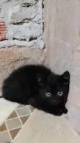 Gatos